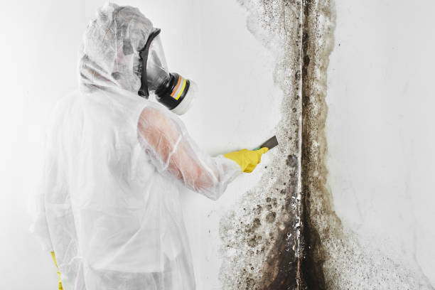 Trusted Dayton, OR Mold Removal Experts