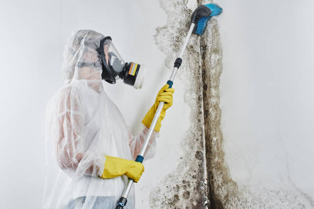 Attic Mold Removal in Dayton, OR