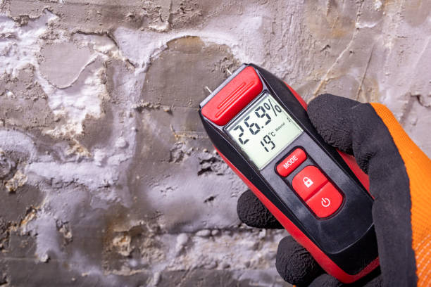 Best Mold Damage Repair  in Dayton, OR