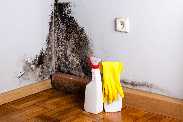 Best Local Mold Removal Service  in Dayton, OR