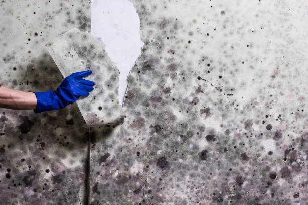 Dayton, OR Mold Removal Company